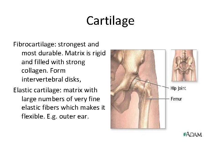 Cartilage Fibrocartilage: strongest and most durable. Matrix is rigid and filled with strong collagen. Cartilage Fibrocartilage: strongest and most durable. Matrix is rigid and filled with strong collagen.