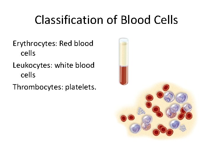 Classification of Blood Cells Erythrocytes: Red blood cells Leukocytes: white blood cells Thrombocytes: platelets. Classification of Blood Cells Erythrocytes: Red blood cells Leukocytes: white blood cells Thrombocytes: platelets.
