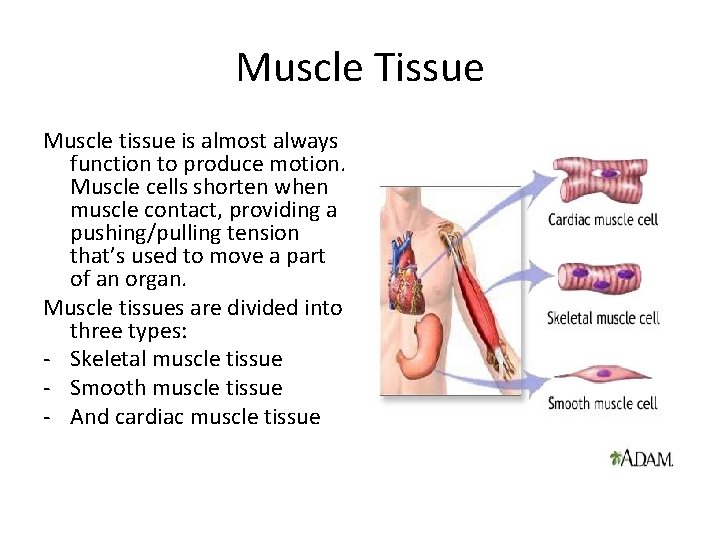 Muscle Tissue Muscle tissue is almost always function to produce motion. Muscle cells shorten Muscle Tissue Muscle tissue is almost always function to produce motion. Muscle cells shorten