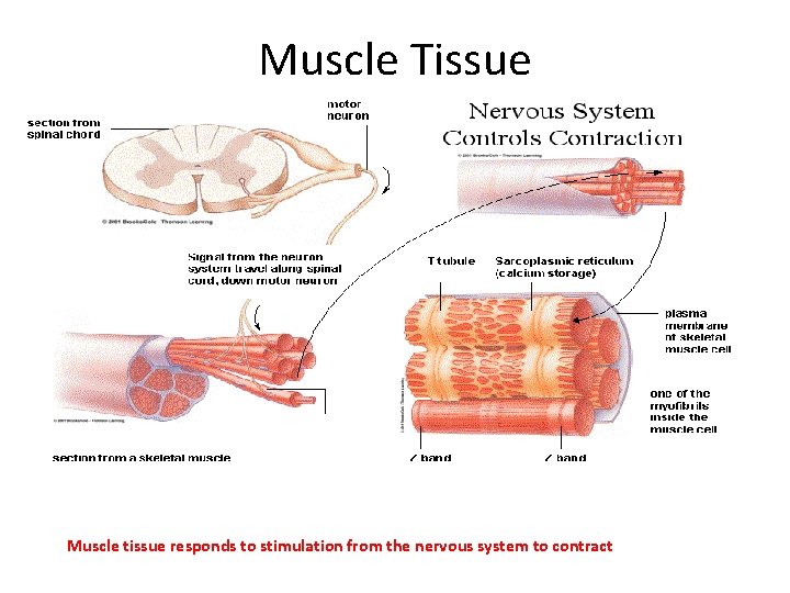 Muscle Tissue Muscle tissue responds to stimulation from the nervous system to contract Muscle Tissue Muscle tissue responds to stimulation from the nervous system to contract