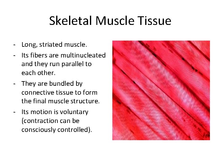 Skeletal Muscle Tissue - Long, striated muscle. - Its fibers are multinucleated and they Skeletal Muscle Tissue - Long, striated muscle. - Its fibers are multinucleated and they