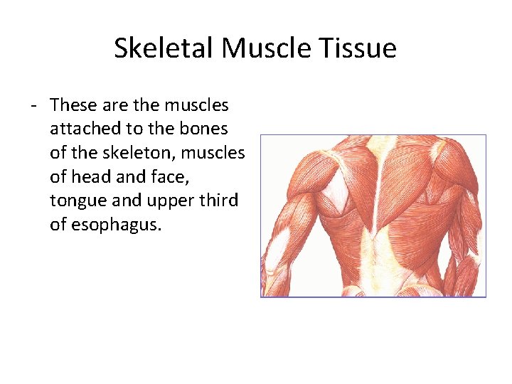 Skeletal Muscle Tissue - These are the muscles attached to the bones of the Skeletal Muscle Tissue - These are the muscles attached to the bones of the