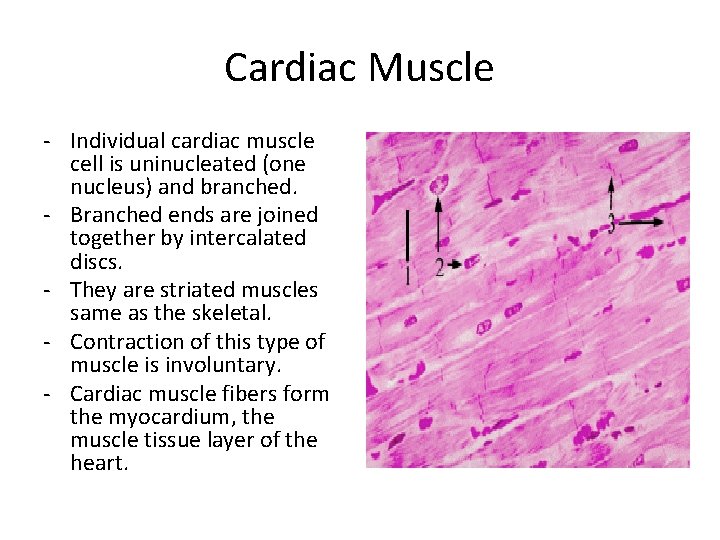 Cardiac Muscle - Individual cardiac muscle cell is uninucleated (one nucleus) and branched. - Cardiac Muscle - Individual cardiac muscle cell is uninucleated (one nucleus) and branched. -