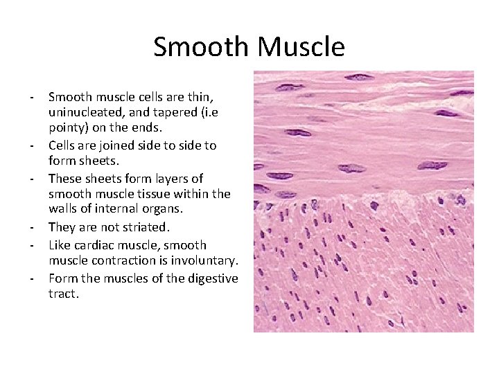 Smooth Muscle - Smooth muscle cells are thin, uninucleated, and tapered (i. e pointy) Smooth Muscle - Smooth muscle cells are thin, uninucleated, and tapered (i. e pointy)