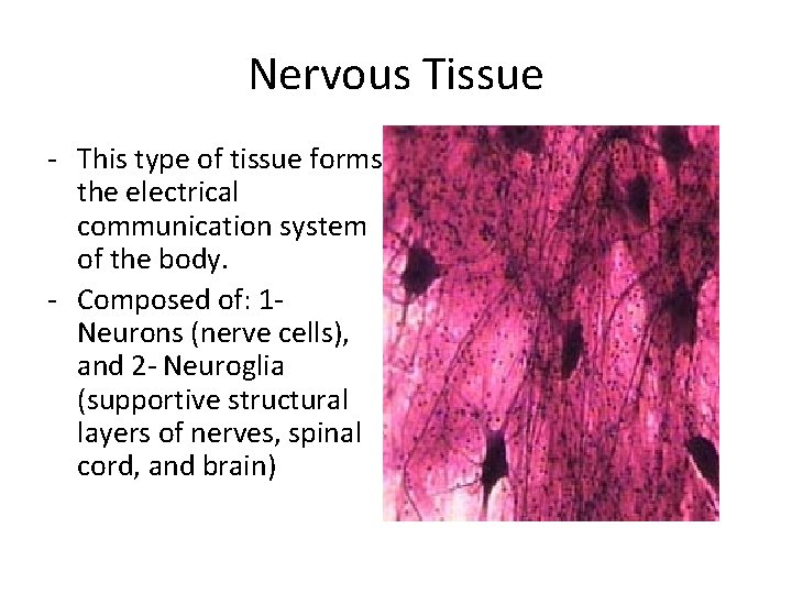 Nervous Tissue - This type of tissue forms the electrical communication system of the Nervous Tissue - This type of tissue forms the electrical communication system of the