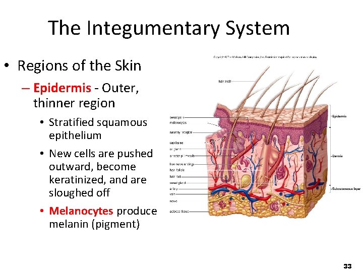 The Integumentary System • Regions of the Skin – Epidermis - Outer, thinner region The Integumentary System • Regions of the Skin – Epidermis - Outer, thinner region