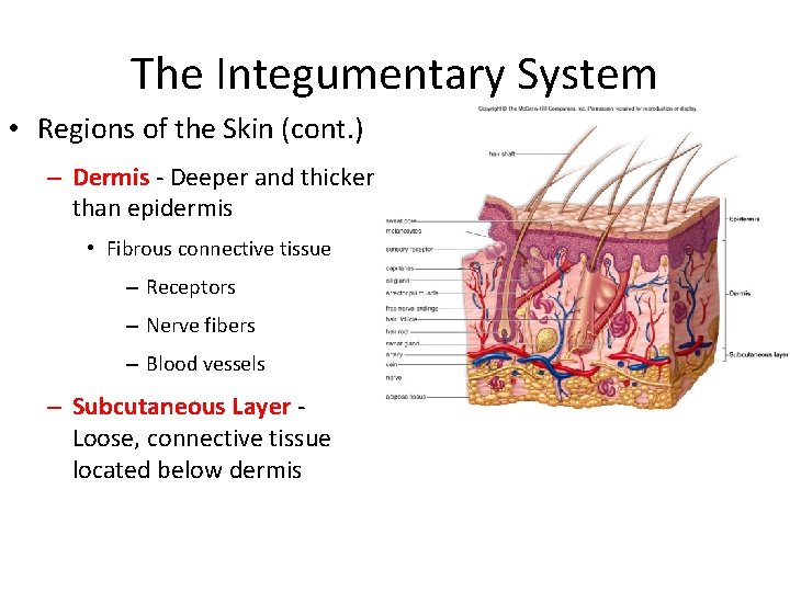 The Integumentary System • Regions of the Skin (cont. ) – Dermis - Deeper The Integumentary System • Regions of the Skin (cont. ) – Dermis - Deeper