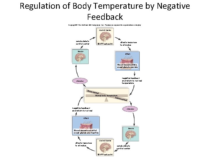 Regulation of Body Temperature by Negative Feedback Copyright © The Mc. Graw-Hill Companies, Inc. Regulation of Body Temperature by Negative Feedback Copyright © The Mc. Graw-Hill Companies, Inc.