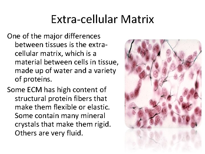 Extra-cellular Matrix One of the major differences between tissues is the extracellular matrix, which Extra-cellular Matrix One of the major differences between tissues is the extracellular matrix, which