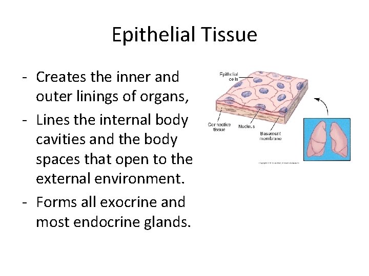 Epithelial Tissue - Creates the inner and outer linings of organs, - Lines the Epithelial Tissue - Creates the inner and outer linings of organs, - Lines the
