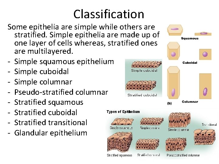 Classification Some epithelia are simple while others are stratified. Simple epithelia are made up Classification Some epithelia are simple while others are stratified. Simple epithelia are made up