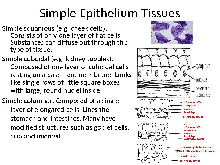 Simple Epithelium Tissues Simple squamous (e. g. cheek cells): Consists of only one layer Simple Epithelium Tissues Simple squamous (e. g. cheek cells): Consists of only one layer