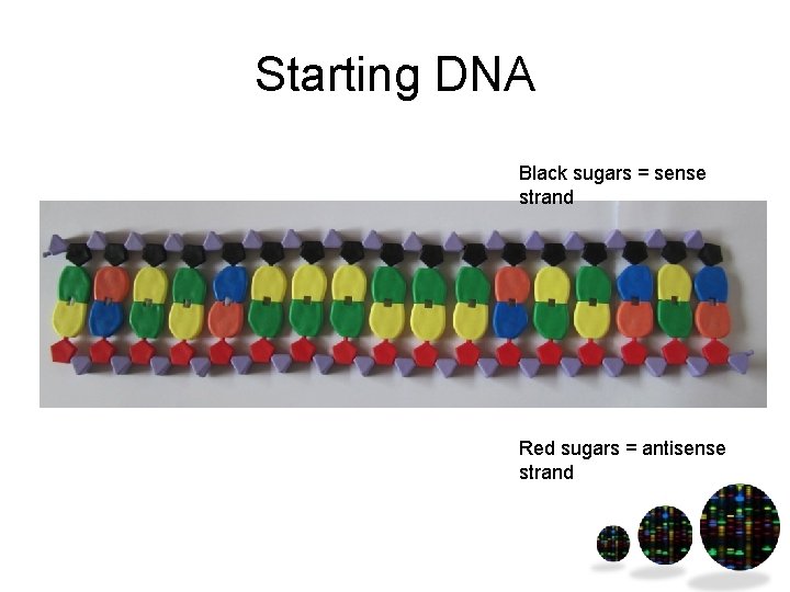 Starting DNA Black sugars = sense strand Red sugars = antisense strand 