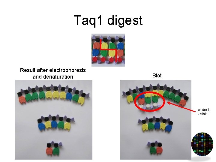 Taq 1 digest Result after electrophoresis and denaturation Blot probe is visible 