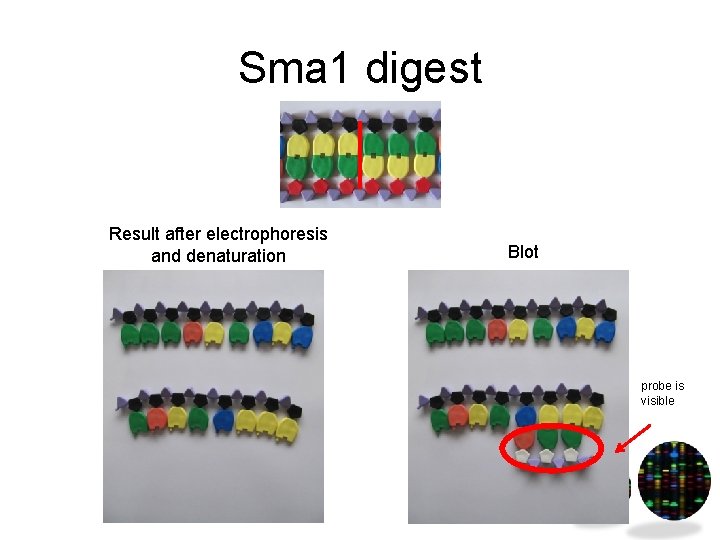 Sma 1 digest Result after electrophoresis and denaturation Blot probe is visible 
