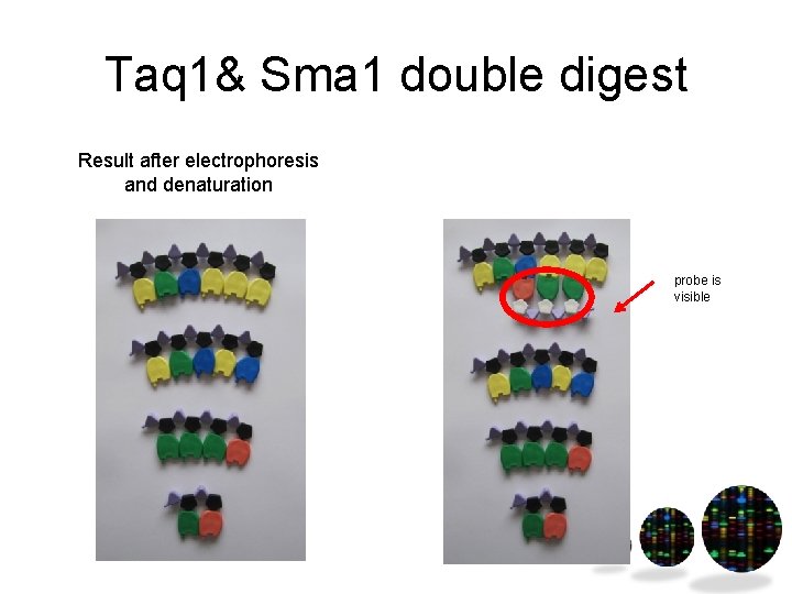 Taq 1& Sma 1 double digest Result after electrophoresis and denaturation probe is visible