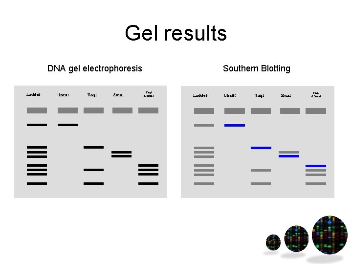 Gel results DNA gel electrophoresis Ladder Uncut Taq. I Sma. I Southern Blotting Taq.