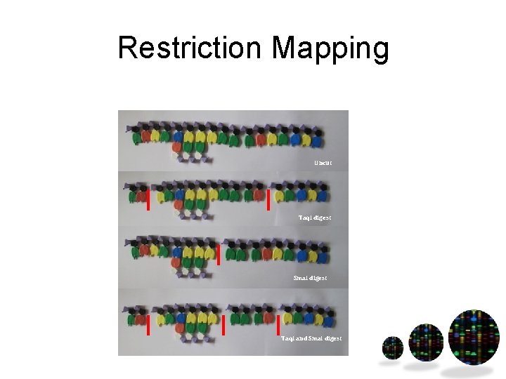 Restriction Mapping Uncut Taq. I digest Sma. I digest Taq. I and Sma. I