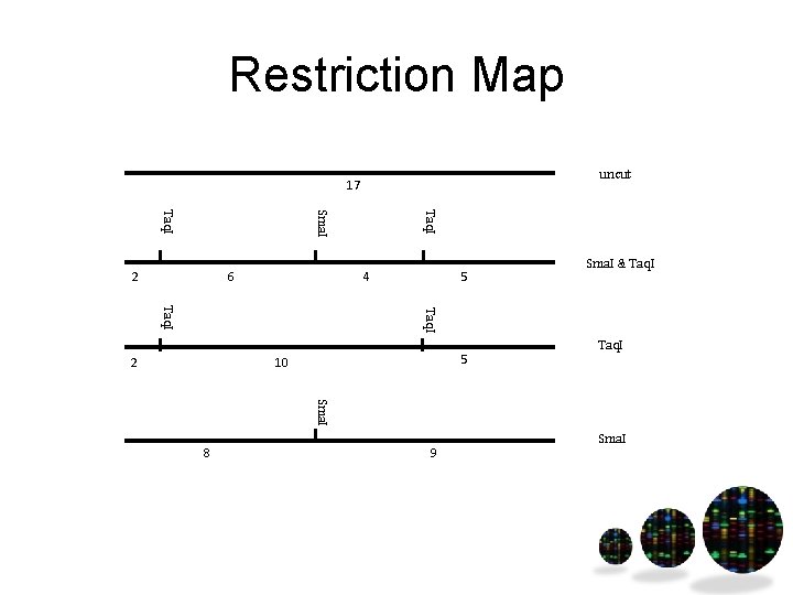 Restriction Map uncut 17 6 Taq. I Sma. I Taq. I 2 4 5