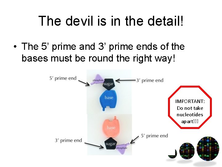 The devil is in the detail! • The 5’ prime and 3’ prime ends