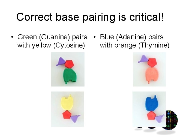 Correct base pairing is critical! • Green (Guanine) pairs • Blue (Adenine) pairs with