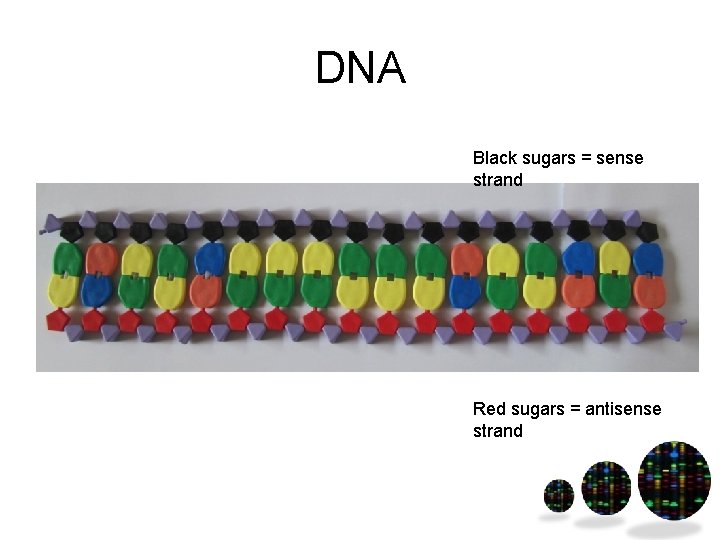 DNA Black sugars = sense strand Red sugars = antisense strand 