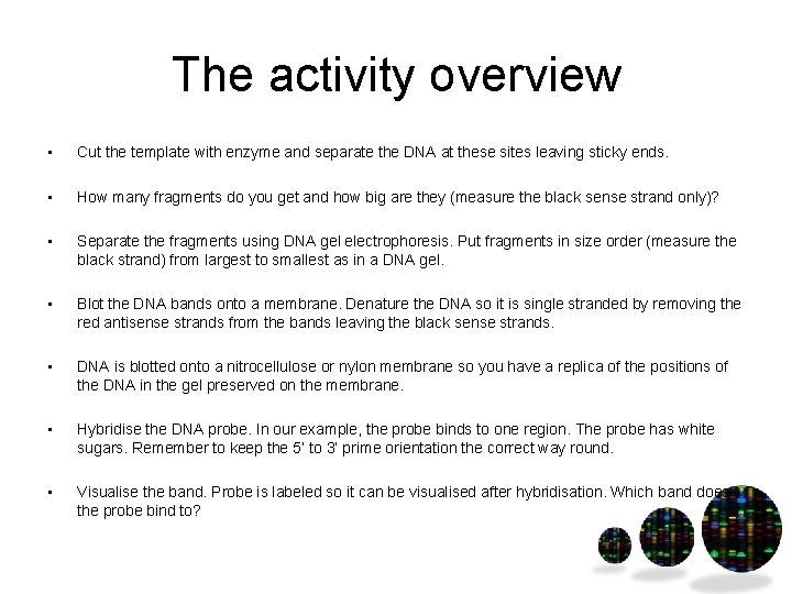 The activity overview • Cut the template with enzyme and separate the DNA at