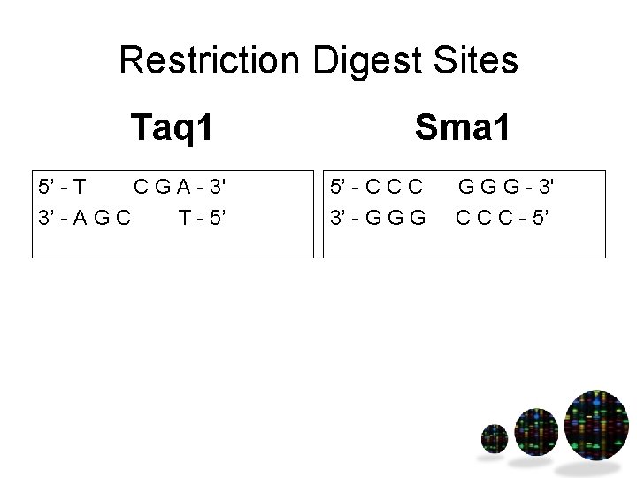 Restriction Digest Sites Taq 1 5’ - T C G A - 3' 3’