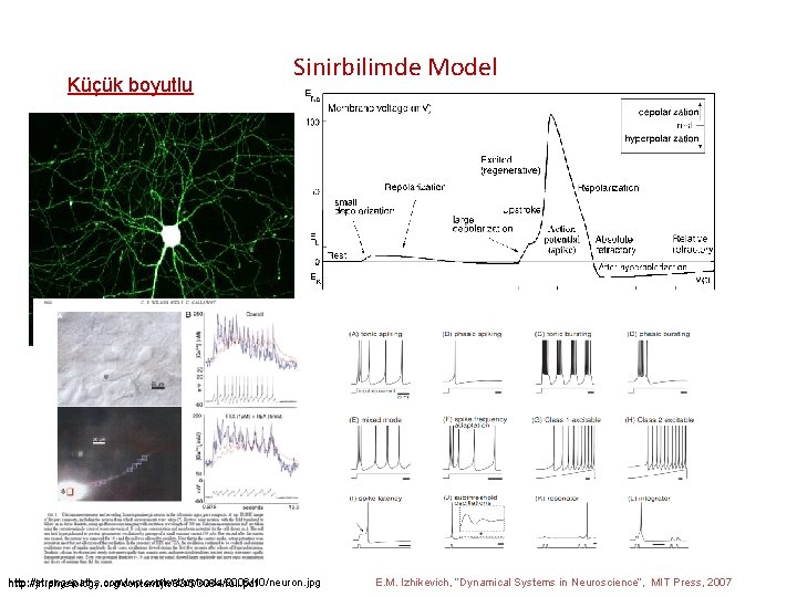 Küçük boyutlu Sinirbilimde Model http: //strangepaths. com/wp-content/uploads/2006/10/neuron. jpg http: //jn. physiology. org/content/jn/83/5/3084. full. pdf
