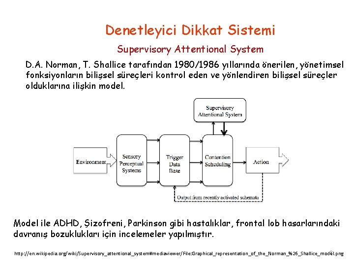 Denetleyici Dikkat Sistemi Supervisory Attentional System D. A. Norman, T. Shallice tarafından 1980/1986 yıllarında