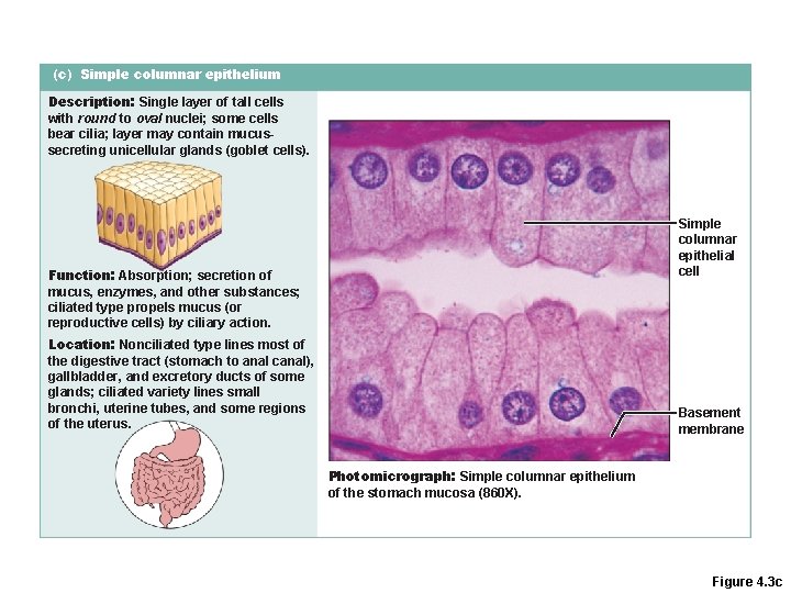 (c) Simple columnar epithelium Description: Single layer of tall cells with round to oval