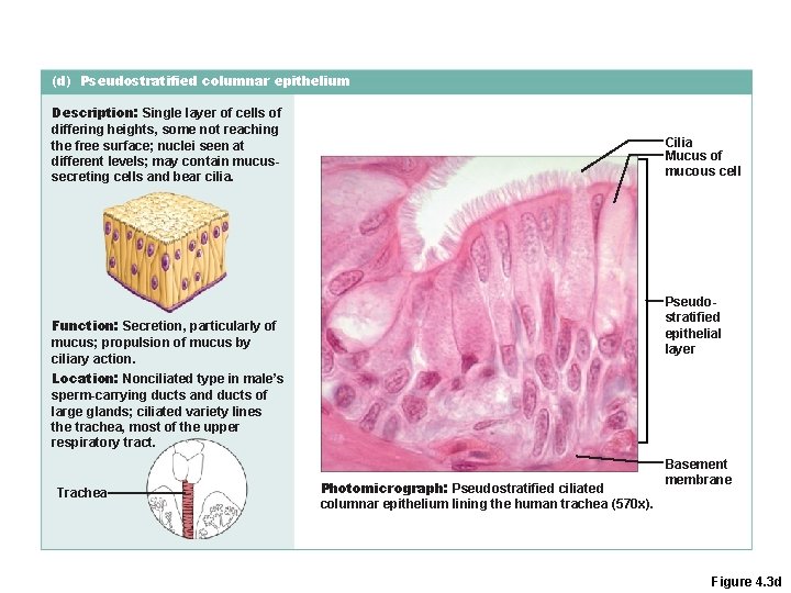 (d) Pseudostratified columnar epithelium Description: Single layer of cells of differing heights, some not (d) Pseudostratified columnar epithelium Description: Single layer of cells of differing heights, some not