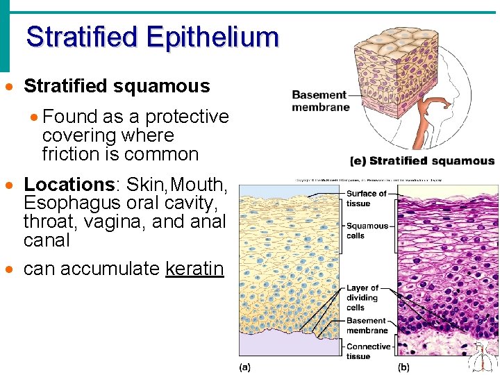 Stratified Epithelium · Stratified squamous · Found as a protective covering where friction is