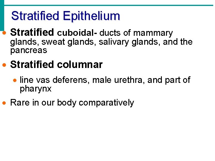 Stratified Epithelium · Stratified cuboidal- ducts of mammary glands, sweat glands, salivary glands, and