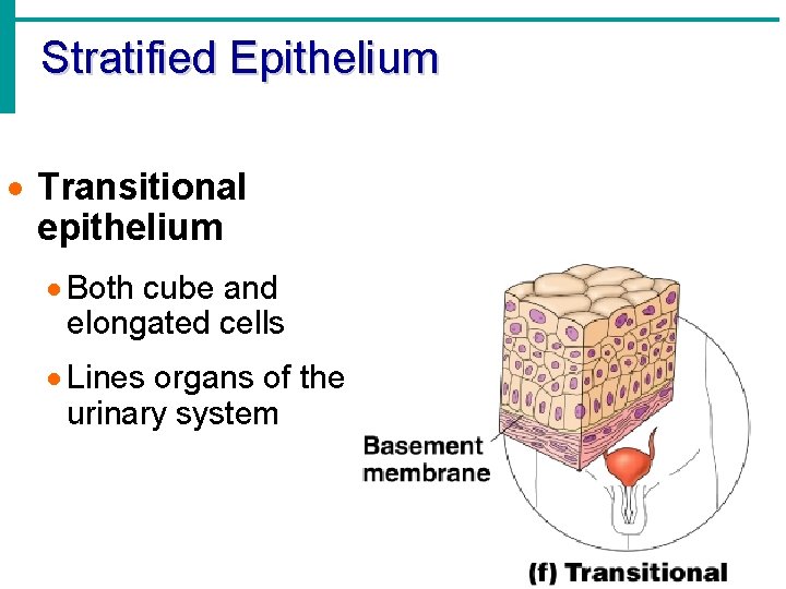 Stratified Epithelium · Transitional epithelium · Both cube and elongated cells · Lines organs