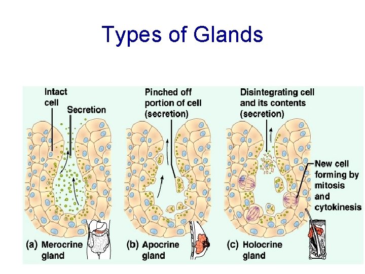 Types of Glands 