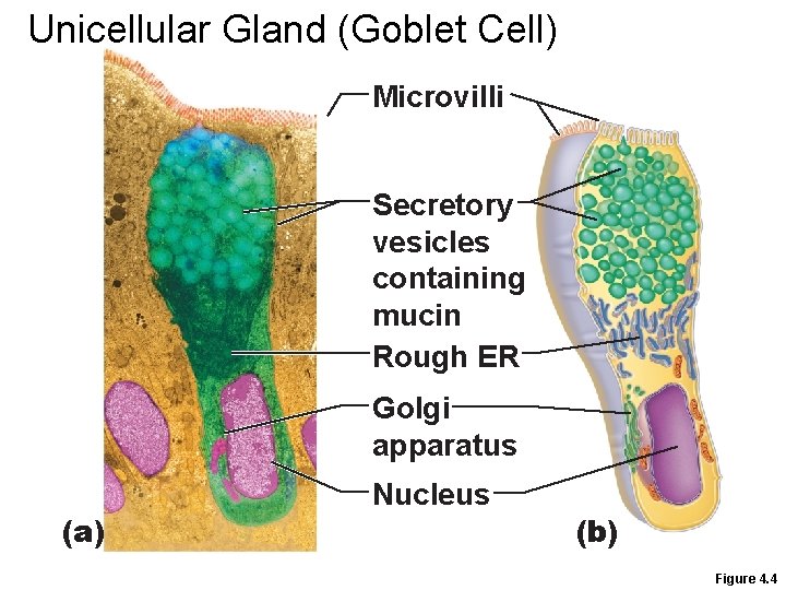 Unicellular Gland (Goblet Cell) Microvilli Secretory vesicles containing mucin Rough ER Golgi apparatus (a) Unicellular Gland (Goblet Cell) Microvilli Secretory vesicles containing mucin Rough ER Golgi apparatus (a)