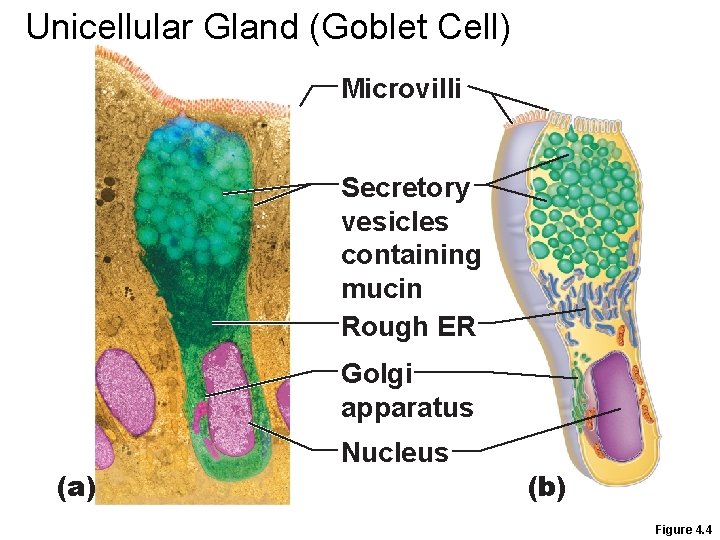 Unicellular Gland (Goblet Cell) Microvilli Secretory vesicles containing mucin Rough ER Golgi apparatus (a)