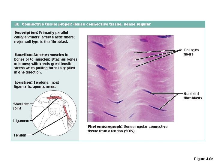 (d) Connective tissue proper: dense connective tissue, dense regular Description: Primarily parallel collagen fibers; (d) Connective tissue proper: dense connective tissue, dense regular Description: Primarily parallel collagen fibers;