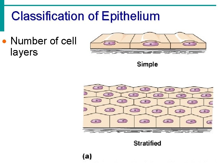 Classification of Epithelium · Number of cell layers Classification of Epithelium · Number of cell layers