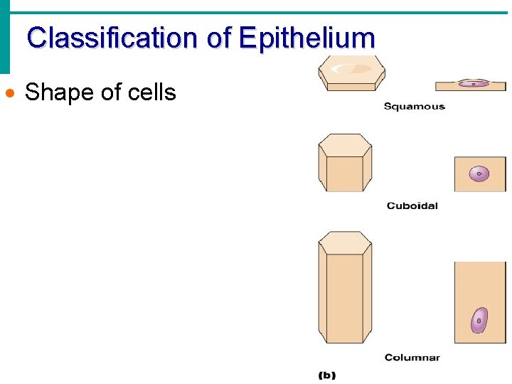 Classification of Epithelium · Shape of cells Classification of Epithelium · Shape of cells