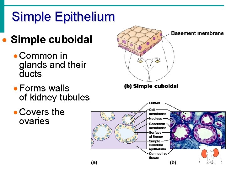 Simple Epithelium · Simple cuboidal · Common in glands and their ducts · Forms