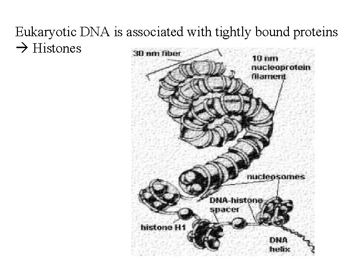 Eukaryotic DNA is associated with tightly bound proteins Histones 