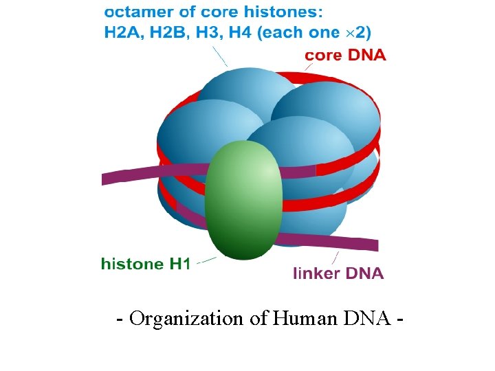 - Organization of Human DNA - 