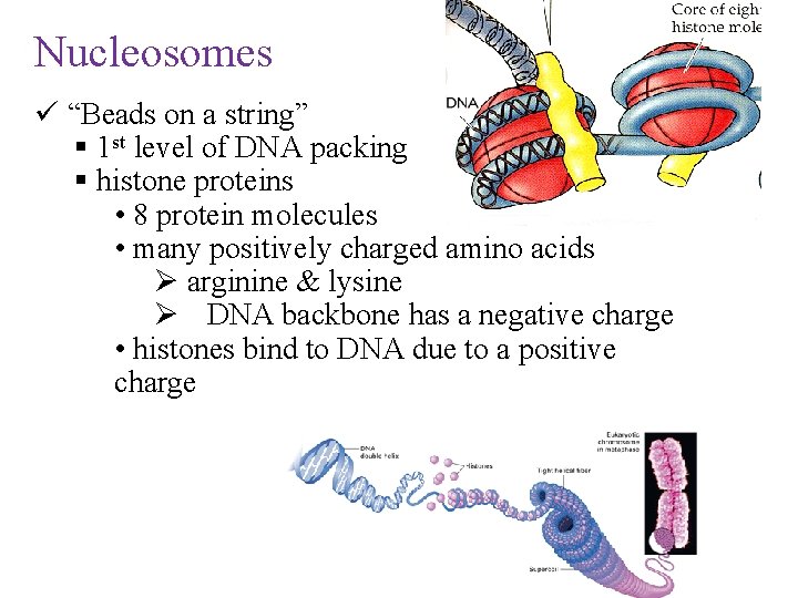 Nucleosomes ü “Beads on a string” § 1 st level of DNA packing §
