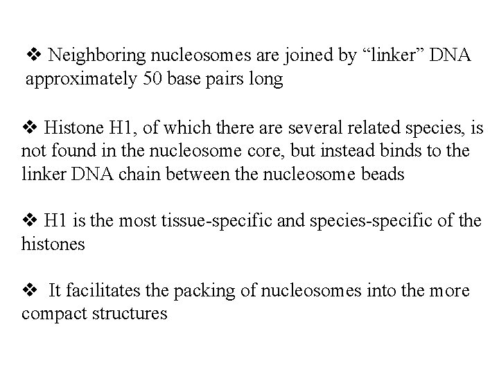 v Neighboring nucleosomes are joined by “linker” DNA approximately 50 base pairs long v