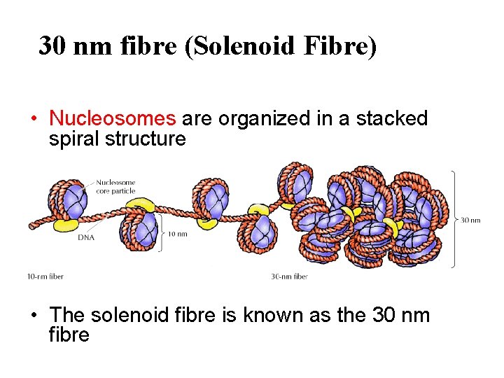 30 nm fibre (Solenoid Fibre) • Nucleosomes are organized in a stacked spiral structure