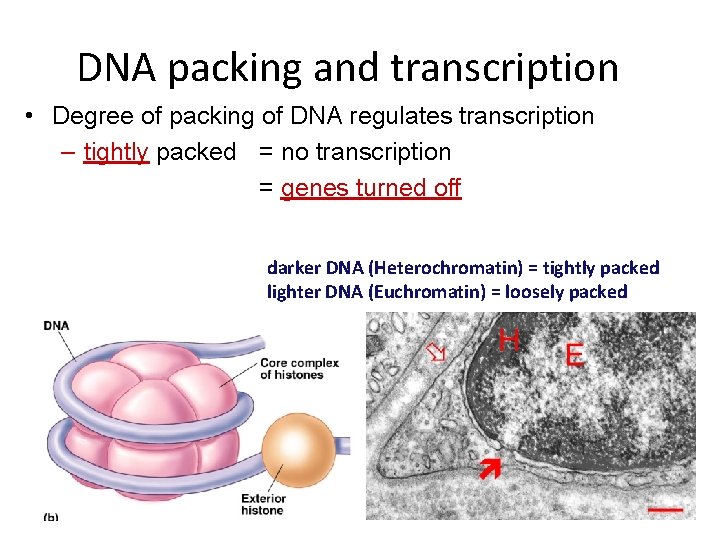 DNA packing and transcription • Degree of packing of DNA regulates transcription – tightly