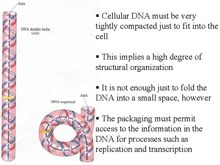 § Cellular DNA must be very tightly compacted just to fit into the cell