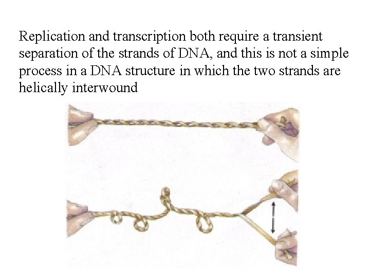 Replication and transcription both require a transient separation of the strands of DNA, and